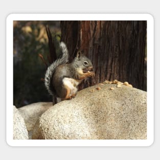 Douglas squirrel, Sierra Nevada Mountains, California Sticker